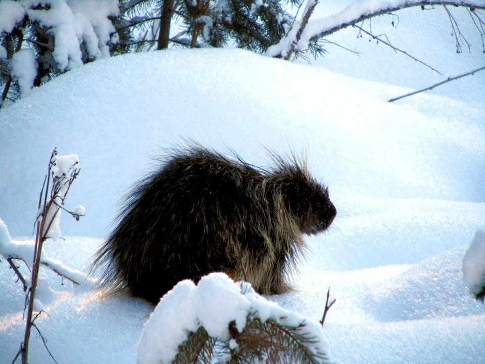 Porcupine in Snow in WA