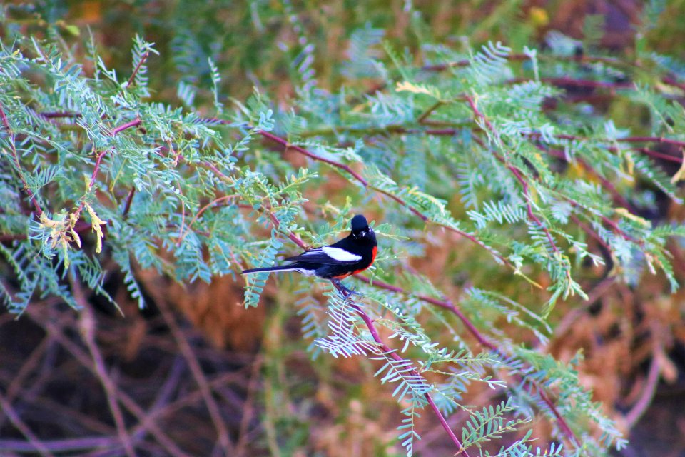 Painted Redstart, Palm Springs Field Office