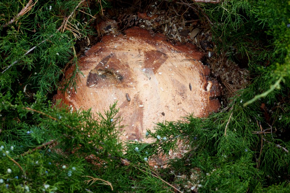 Radioactive Stump?