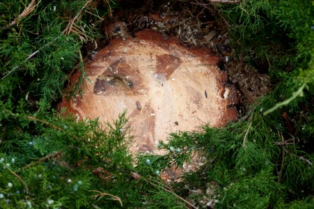 Radioactive Stump? photo