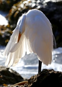 Great Egret photo