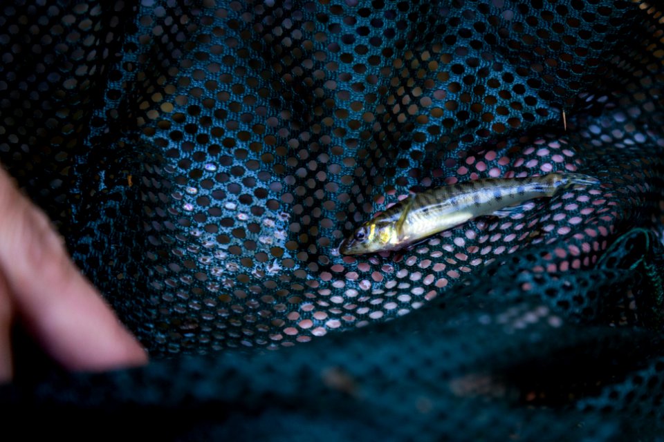 Chesapeake logperch surveying