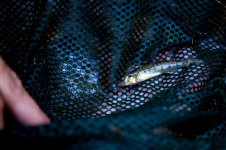 Chesapeake logperch surveying