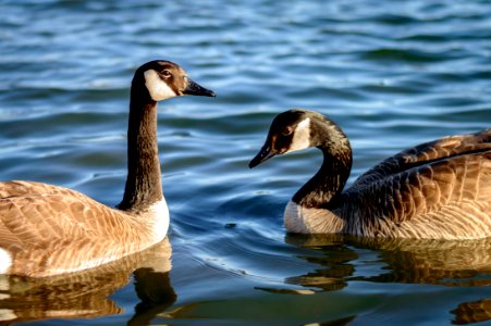 Ducks photo