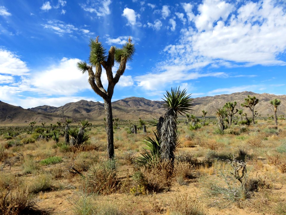Joshua Tree NP in California