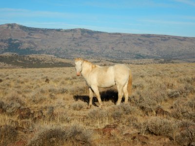 Albino, Applegate Field Office