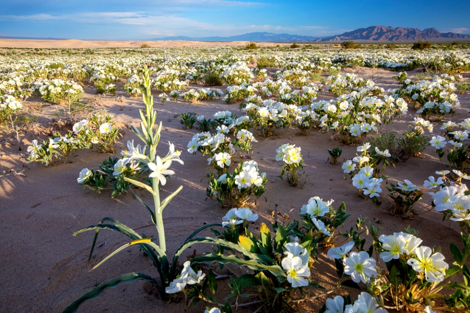 Cadiz Dunes Wilderness