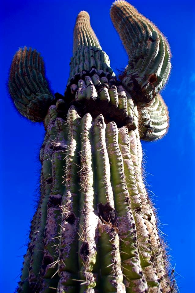 California Saguaro, Whipple Mountains