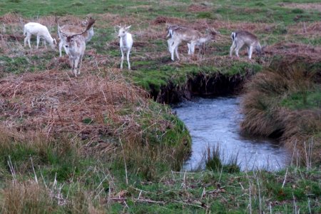 Funky Deer