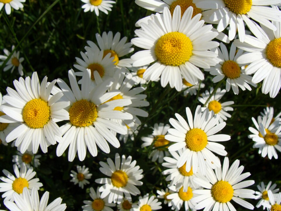 White summer yellow
