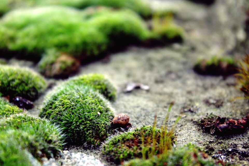 Green nature autumn