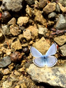 Lacks Creek Silvery Blue