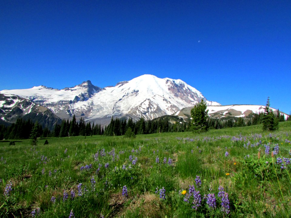 Wildflowers at Mt. Rainier NP in WA