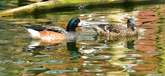 Couple nature bill