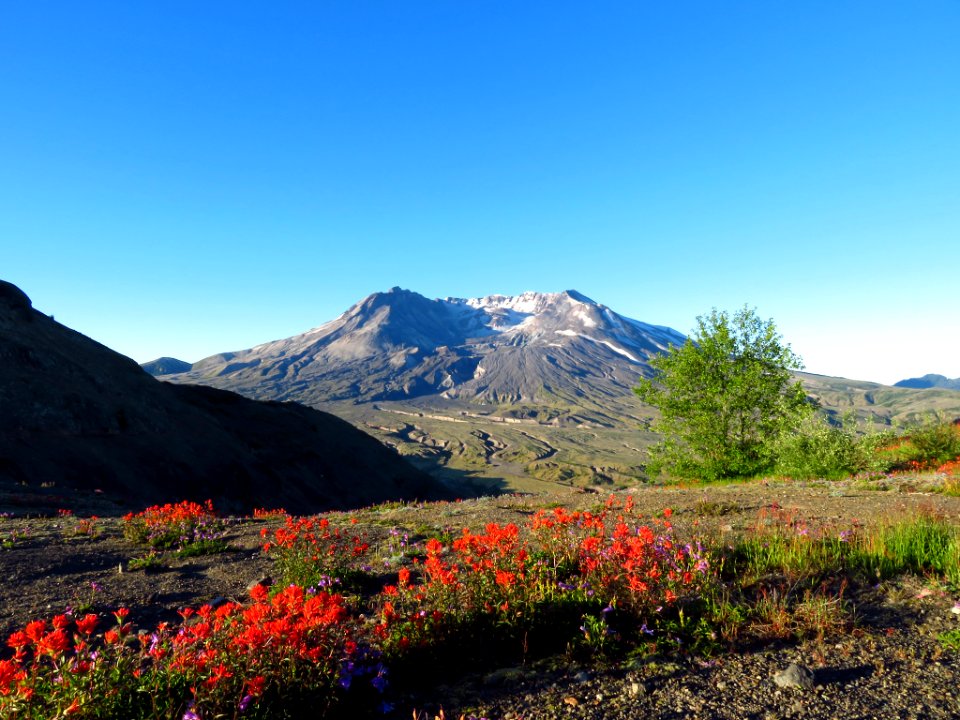 Wildflowers at Mt. Margaret Backcountry in WA