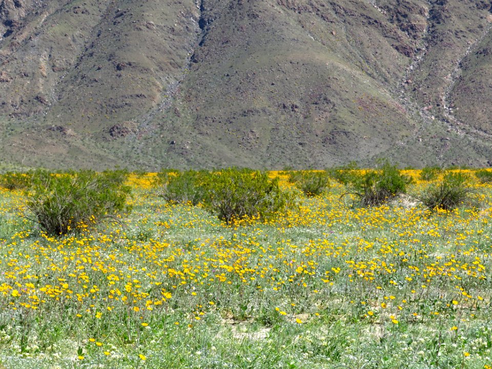 Henderson Canyon with Wildflowers at Anza-Borrego Desert SP in CA photo