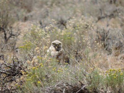 CONTEST WINNER: Owl