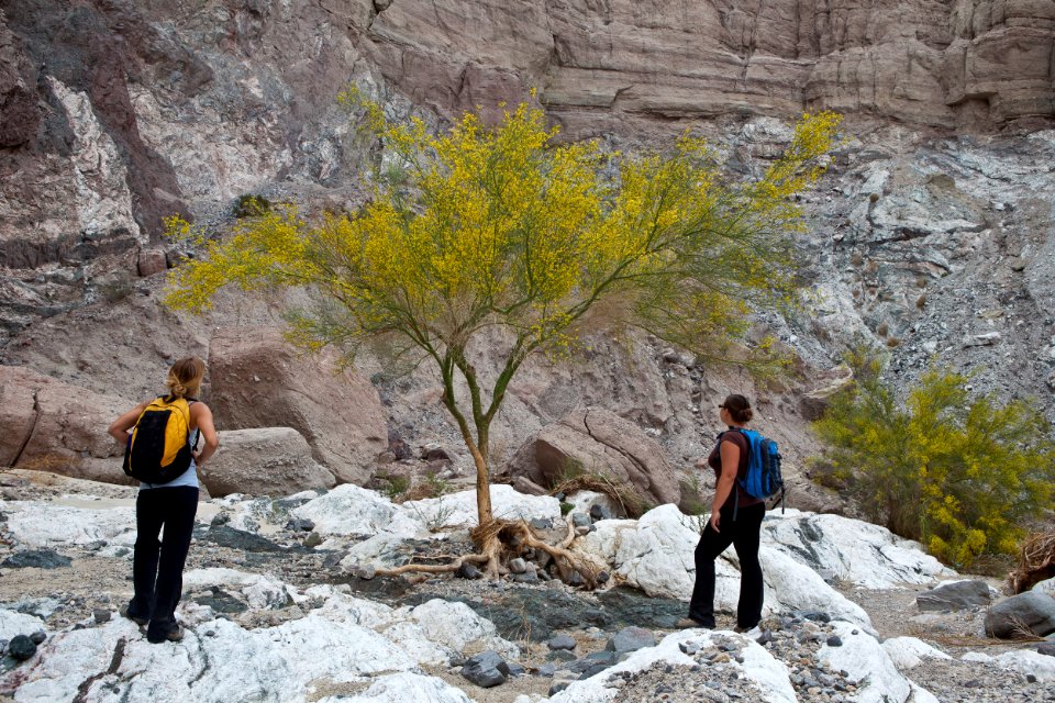 Mecca Hills Wilderness photo