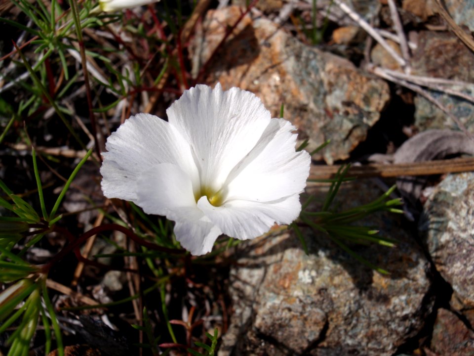 BLM Ukiah Field Office Wildflowers