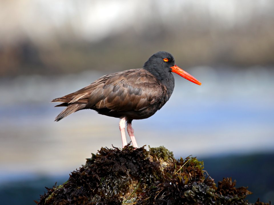 Black Oystercatcher at Pebble Beach