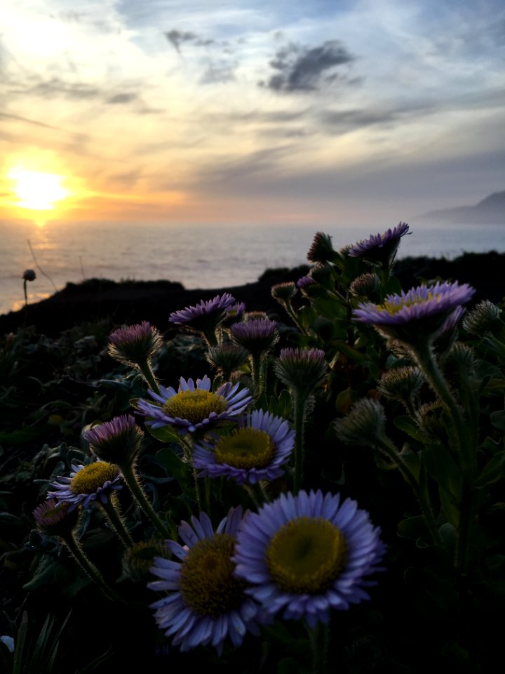 CONTEST WINNER: Sea Side Daisy at AbalonePoint