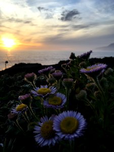CONTEST WINNER: Sea Side Daisy at AbalonePoint
