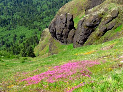 Saddle Mountain Trail in OR