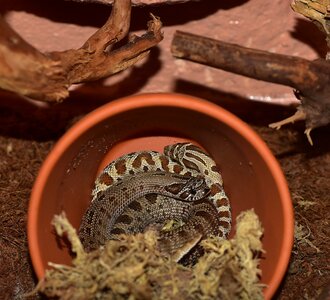 North america mexico viper-like