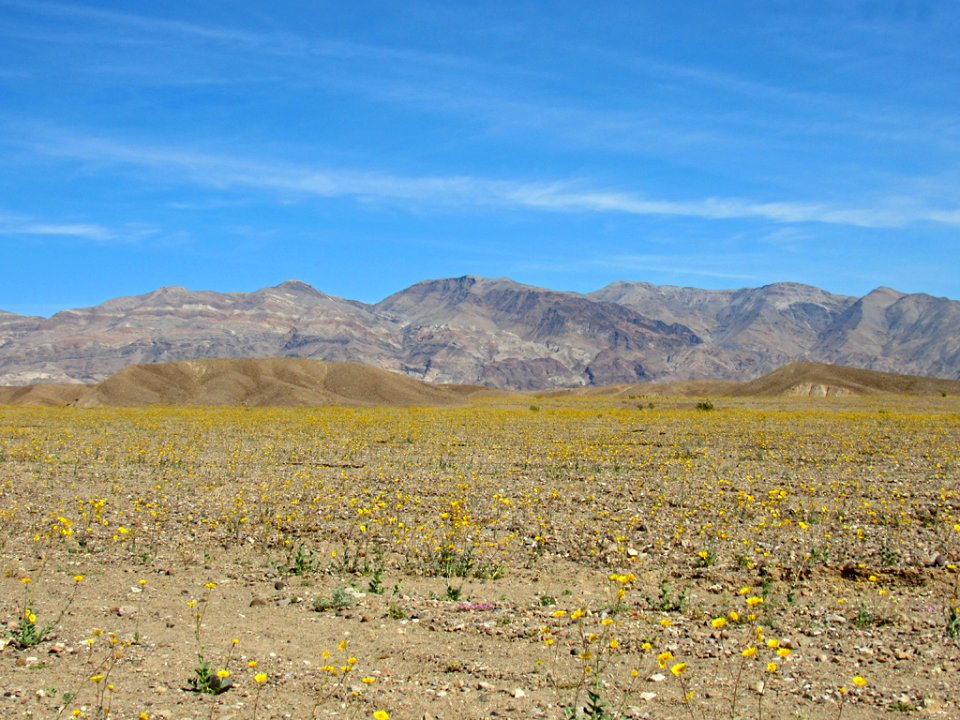 Wildflower Super Bloom at Death Valley NP in CA