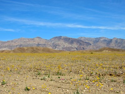 Wildflower Super Bloom at Death Valley NP in CA photo