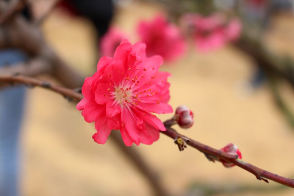 Flower peach blossom the scenery