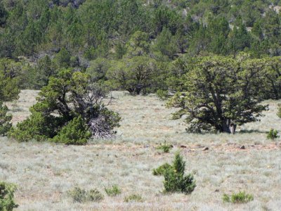 Surprise Valley Barrel Springs Back-Country Byway