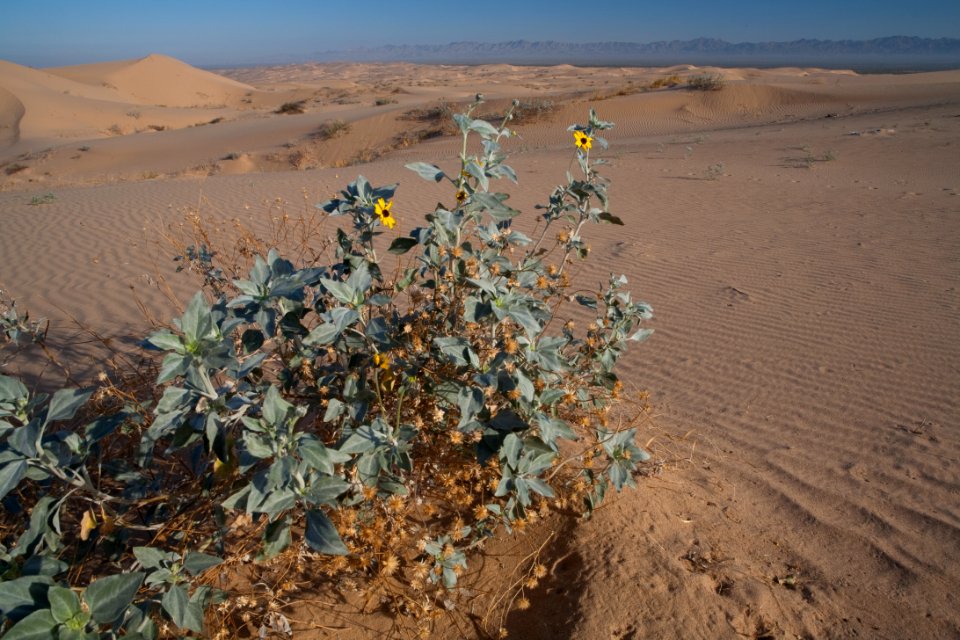 North Algodones Dunes Wilderness