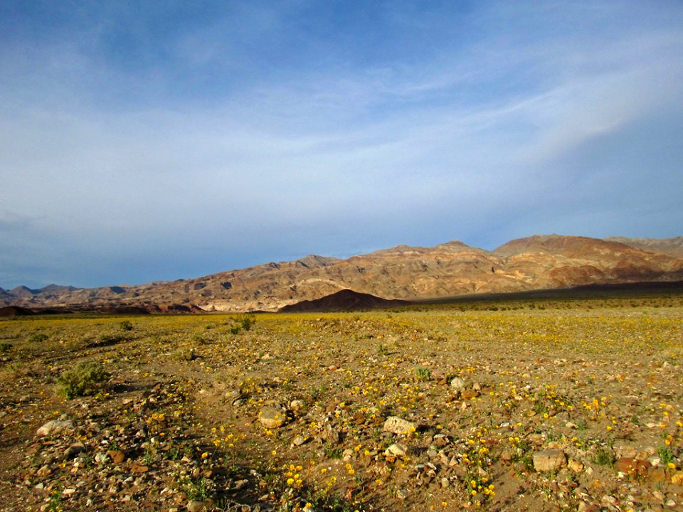 Wildflower Super Bloom at Death Valley NP in CA