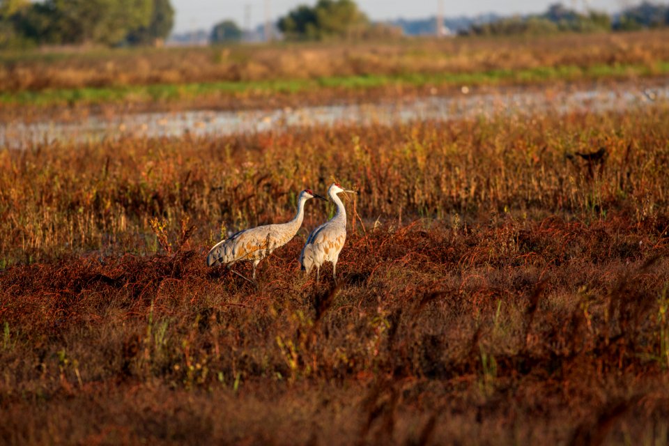 Cosumnes River Preserve