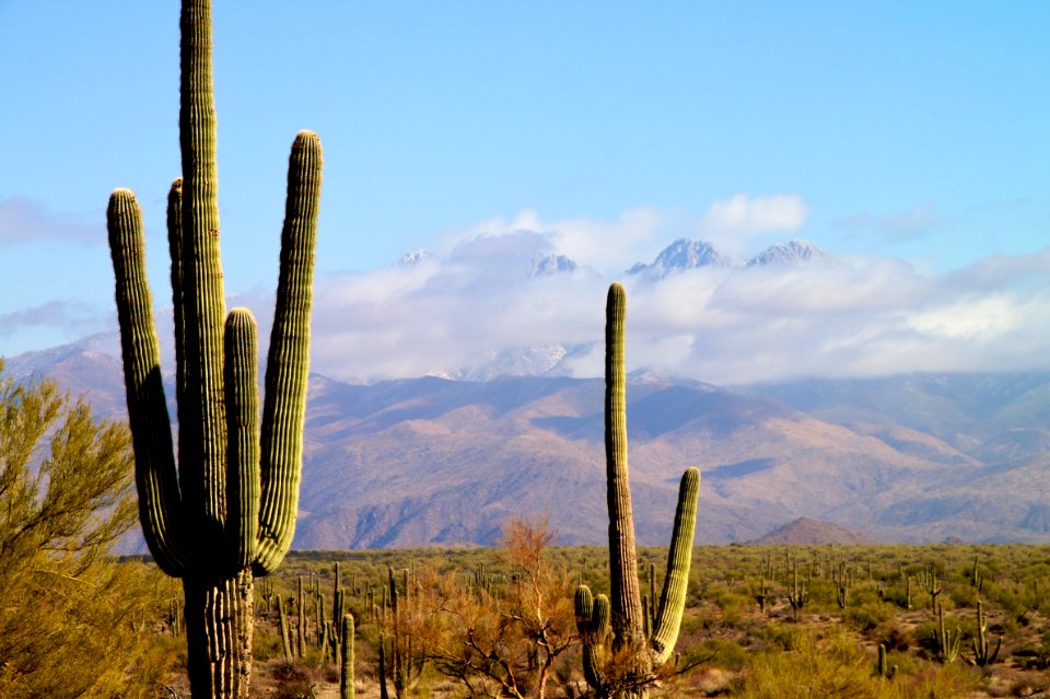 Cactus and Four Peaks