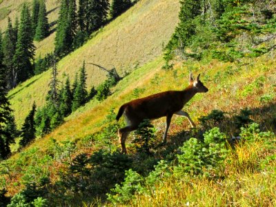 Deer at Hurricane Ridge at Olympic NP in WA