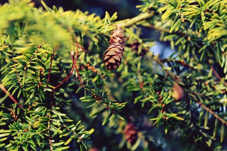 Conifer forest tree photo