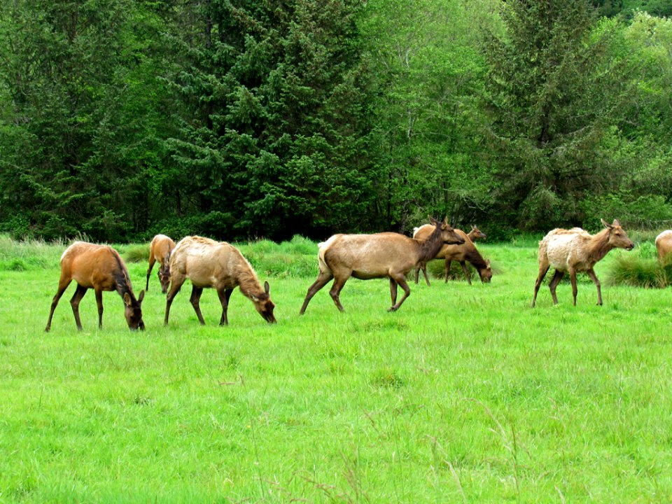 Elk Herd at Prairie Creek Redwoods SP in California
