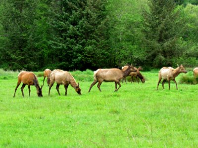 Elk Herd at Prairie Creek Redwoods SP in California photo