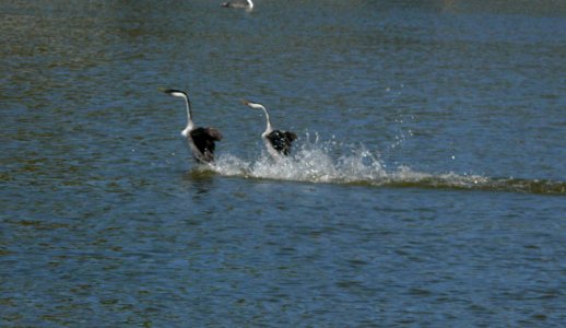 Western and Clark's Grebe courtship dance photo