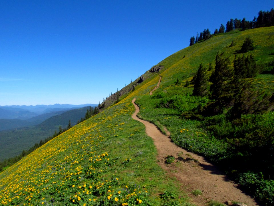 Wildflowers on Dog Mountain Trail in WA
