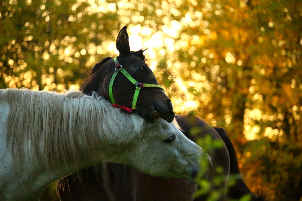 Thoroughbred arabian stallion foal