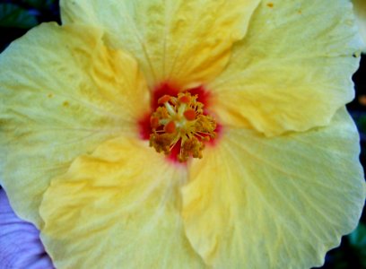 Yellow Hibiscus Flower-Taormina-Sicilia-Italy - Creative Commons by gnuckx