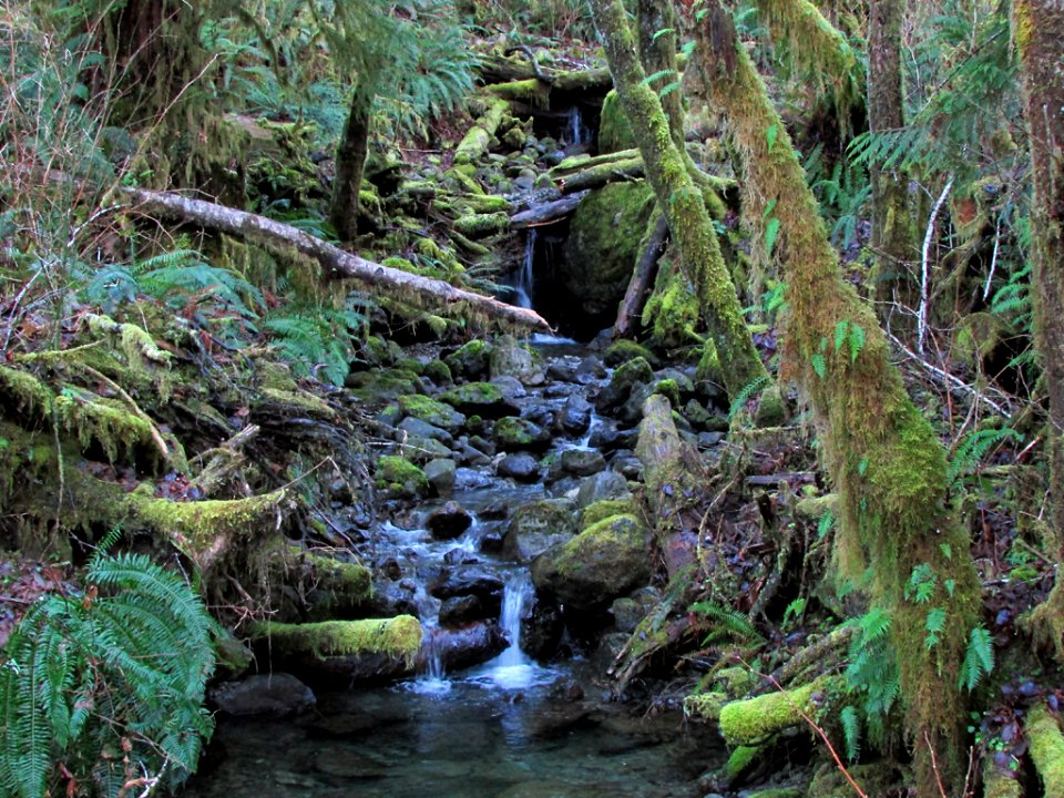 Waterfall at Quinault Rain Forest at Olympic NP in WA