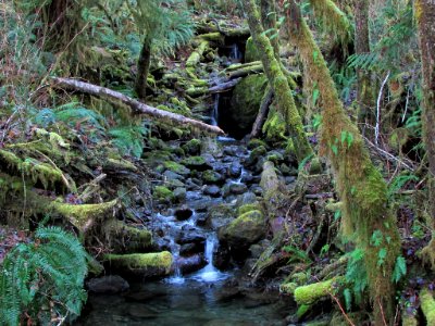 Waterfall at Quinault Rain Forest at Olympic NP in WA photo