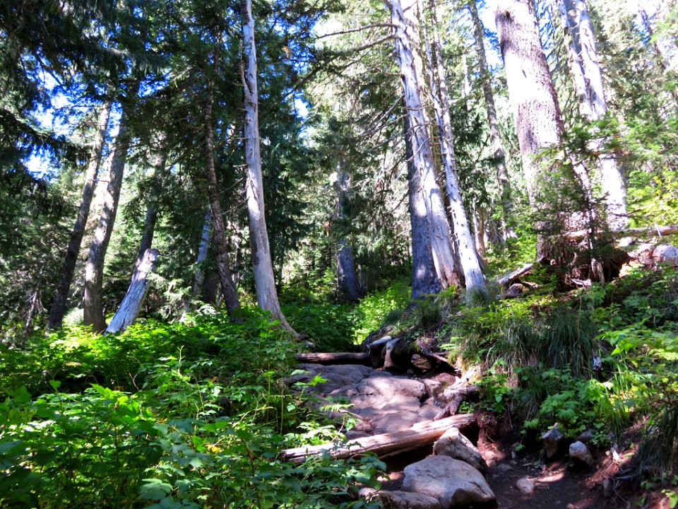 Mt. Rainier NP in Washington