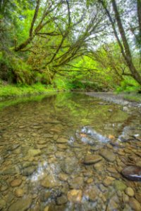 Headwaters Forest Reserve