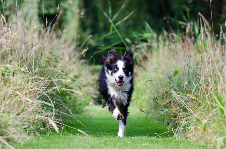 Training british sheepdog collie