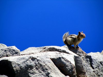 Ground Squirrel at Crater Lake NP in OR